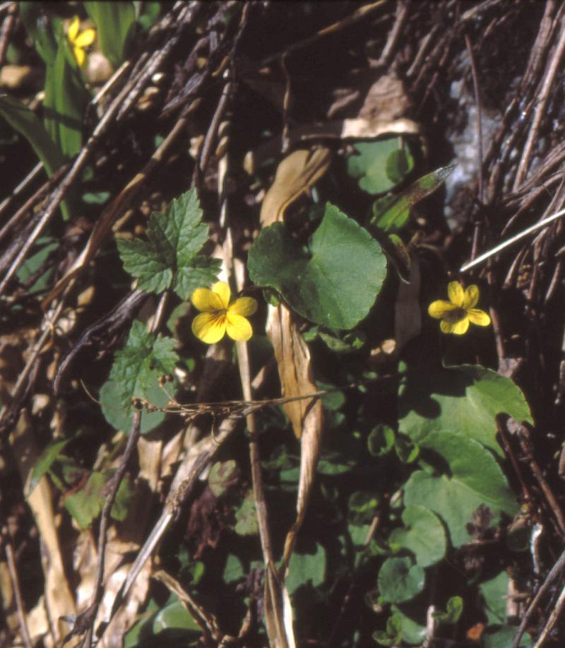 ES18 - Round Leaf Violet - Viola Nuttallii.jpg - Round Leaf Violet - Viola Nuttallii